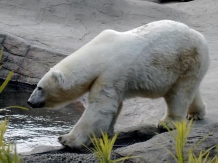 Polar Bear Plunge